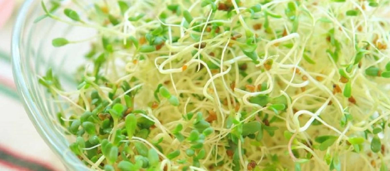 Φύτρο αλφάλφα. Ένας άγνωστος «θησαυρός» για την υγεία